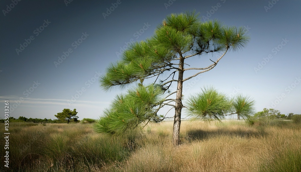 Fototapeta premium lonely tree in the field
