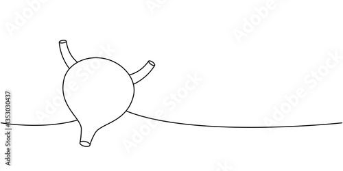 Bladder one line continuous drawing. Human internal organ continuous one line illustration.
