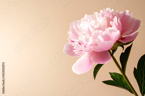 Pink Peony