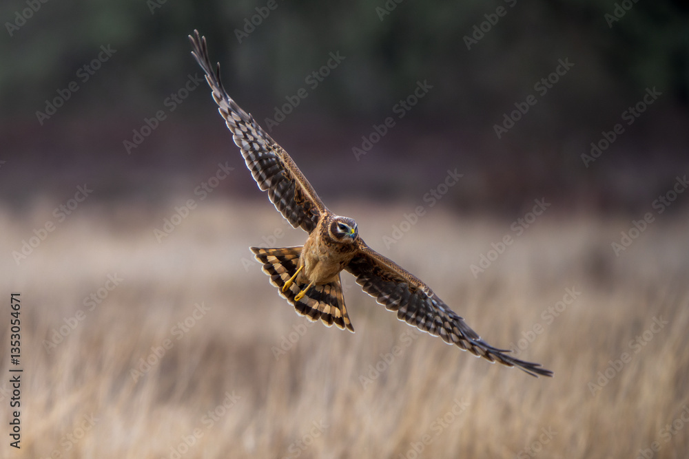 Fototapeta premium Northern Harrier (Circus hudsonius) hunting over a grassland.