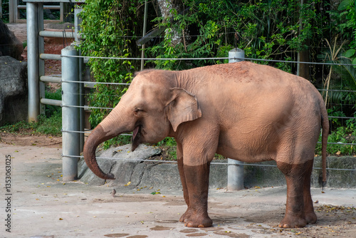 Singapore zoo elephant in enclosure area