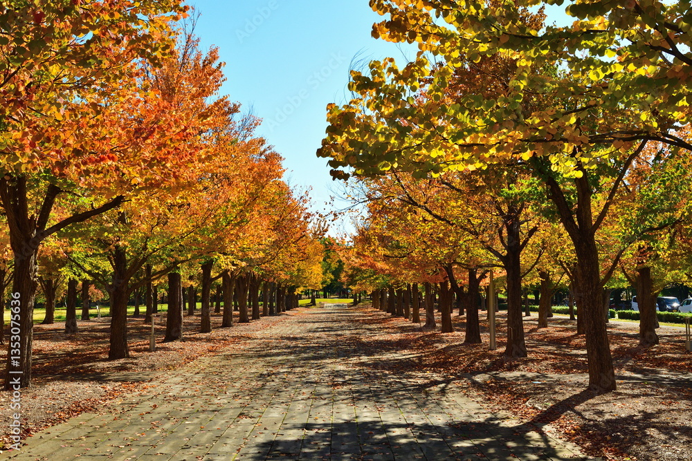Naklejka premium 長岡造形大学 カツラ並木(新潟県)