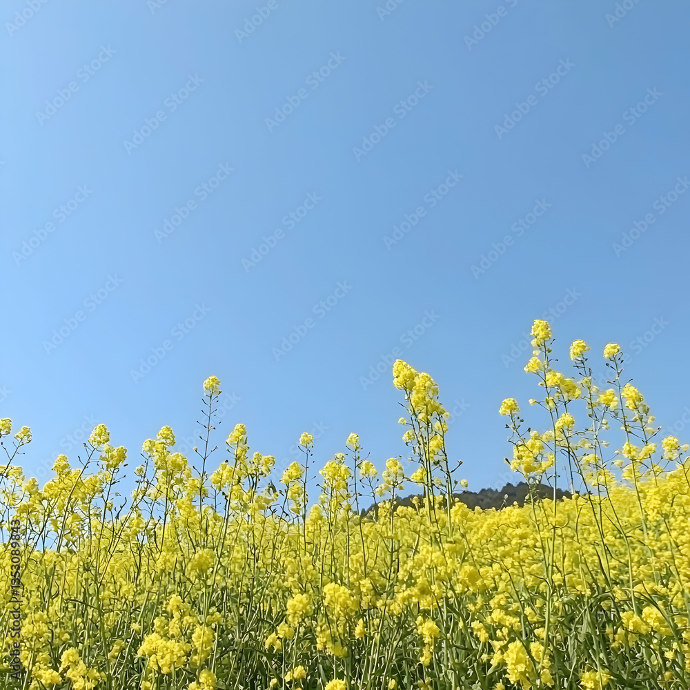 Sunny day, yellow rapeseed field, clear blue sky, hill in background, springtime nature scene for website banners Sunny day, yellow rapeseed field, clear blue sky, hill in background, springtime nature scene for website banners