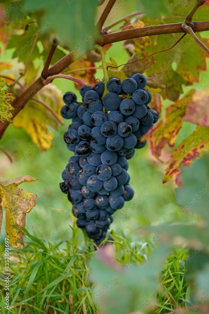 Old vineyard with the first colours of autumn with its ecologically cultivated grape bunch. Old vineyard with the first colours of autumn with its ecologically cultivated grape bunch.