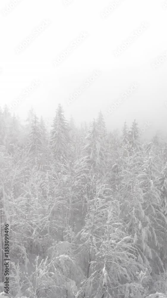 AERIAL: Flying up and above the towering snow covered spruce tree canopies. Cinematic shot of the misty coniferous forest after a blizzard. Winter fairytale nature with foggy forest covered in snow. AERIAL: Flying up and above the towering snow covered spruce tree canopies. Cinematic shot of the misty coniferous forest after a blizzard. Winter fairytale nature with foggy forest covered in snow.