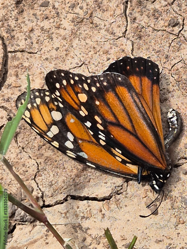 dead monarch butterfly on dry ground