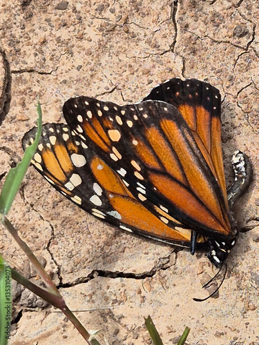Obraz na płótnie dead monarch butterfly on dry ground w salonie