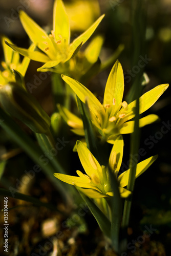 Gagea. Yellow flowers. Macro. Background.