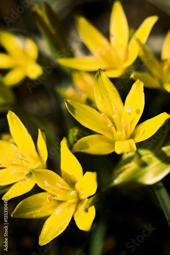 Gagea. Yellow flowers. Macro. Background.
