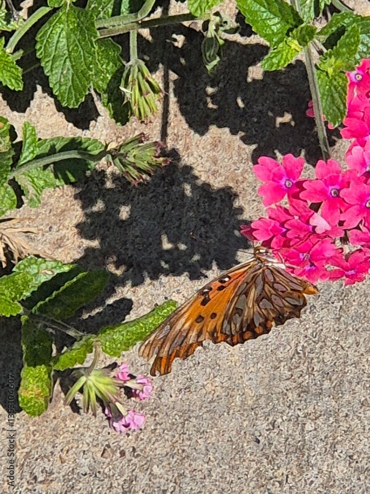 Orange butterfly on the pink flowers of a verbena