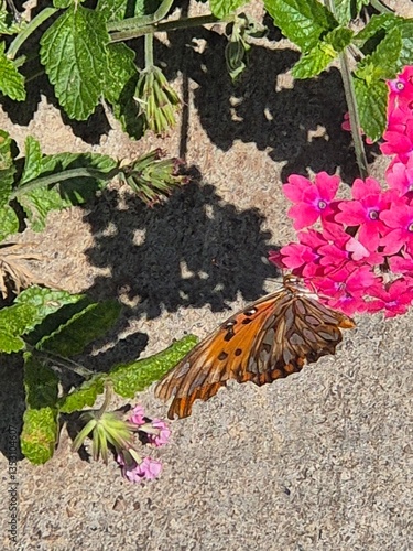 Obraz na płótnie Orange butterfly on the pink flowers of a verbena w salonie