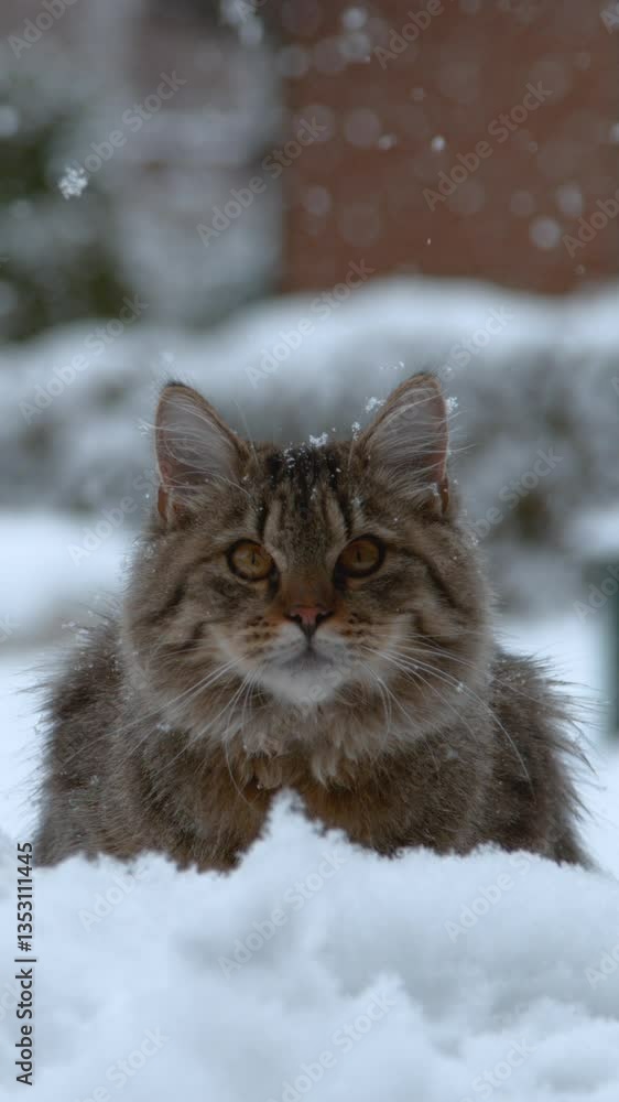 SLOW MOTION CLOSE UP: Portrait of a cute domestic cat sitting in snowy garden and looking into camera. Big gray striped cat enjoying wintertime outdoors. White snowflakes snowing on brown cat SLOW MOTION CLOSE UP: Portrait of a cute domestic cat sitting in snowy garden and looking into camera. Big gray striped cat enjoying wintertime outdoors. White snowflakes snowing on brown cat
