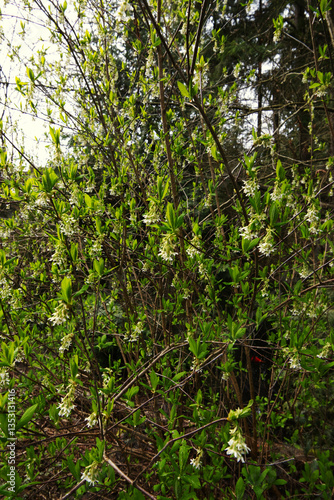 Konstfotografi osoberry, squaw plum, Indian plum, or Indian Peach (Oemleria cerasiformis)