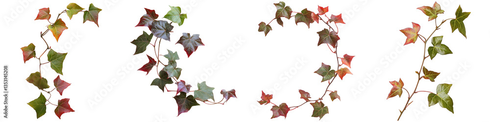 Ivy sprigs showing autumnal colors varied shapes and hues Ivy sprigs showing autumnal colors varied shapes and hues