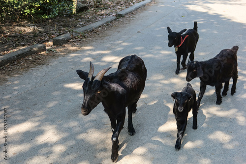 a group of black goats walking along the path in outdoor daytime