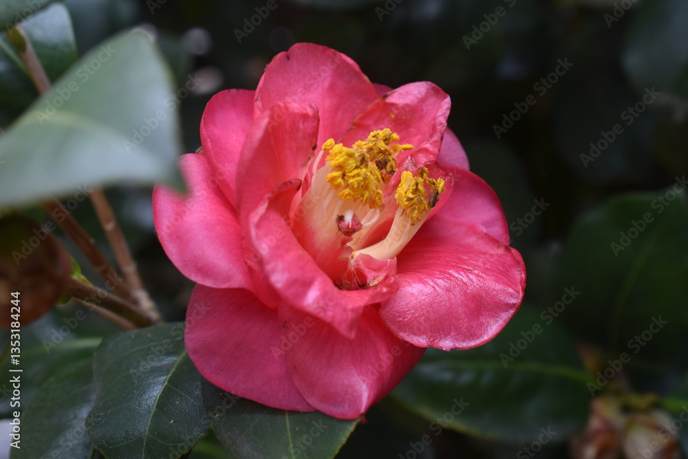 Pink Camellia Pink Camellia