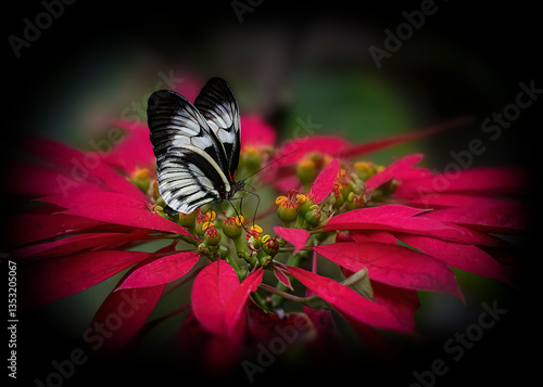 Postman Butterfly on Vibrant Red Poinsettia Flower
