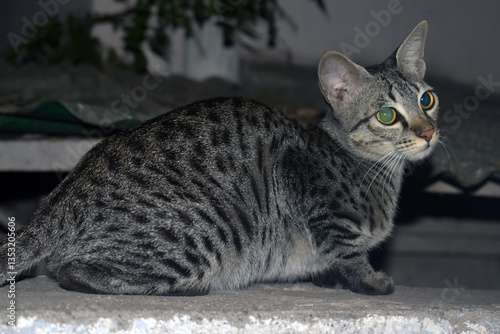 Photography A closeup shot of a yellow-eyed cat on a blurred background