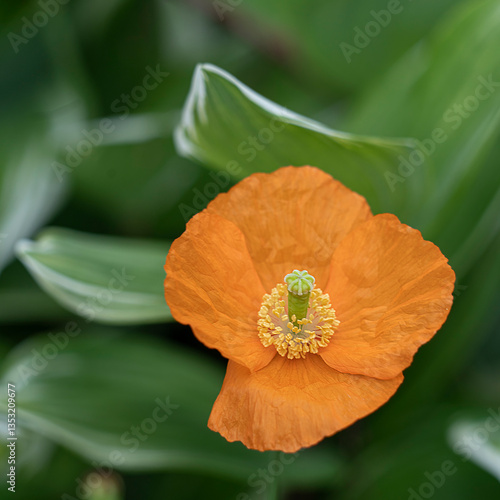 Vibrant Orange Poppy Flower in Lush Green Garden