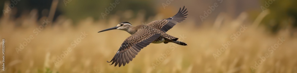 Obraz premium Common Snipe in flight, showing mottled plumage, water, gallinago gallinago flight, long bill