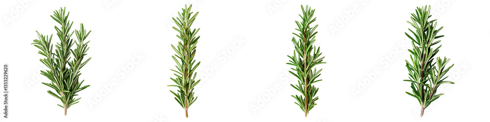 Naklejka premium Four sprigs of fresh rosemary culinary and aromatherapy herb, cooking ingredient