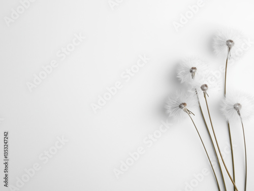 Minimalist Composition of Dandelions on White Background: Nature's Elegance in Simplicity