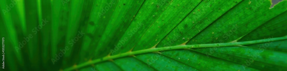 Wavy palm leaf texture close-up green tropical leaf , tropical, close-up, green Wavy palm leaf texture close-up green tropical leaf , tropical, close-up, green