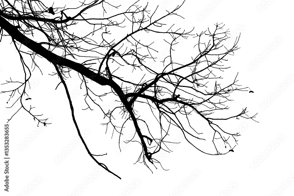 Fototapeta premium Black and white illustration of natural large old oak tree branch with leaves on white background