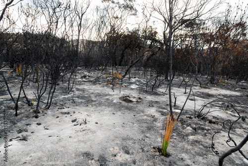 burnt bush area with ash and blackened plants with regrowth