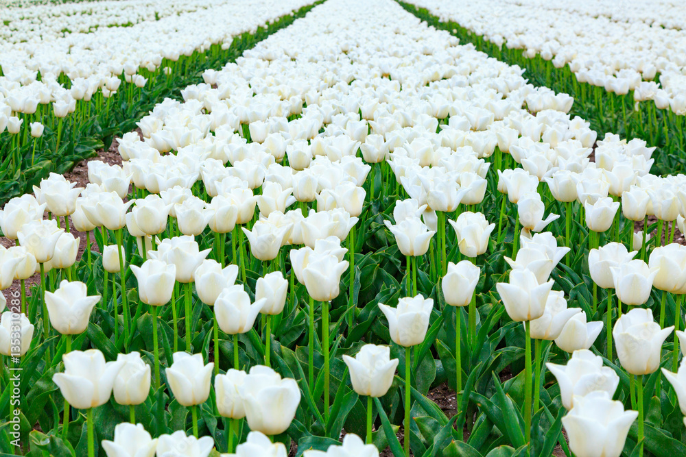 Europe, Netherlands, Flevoland. Dutch Tulip fields.