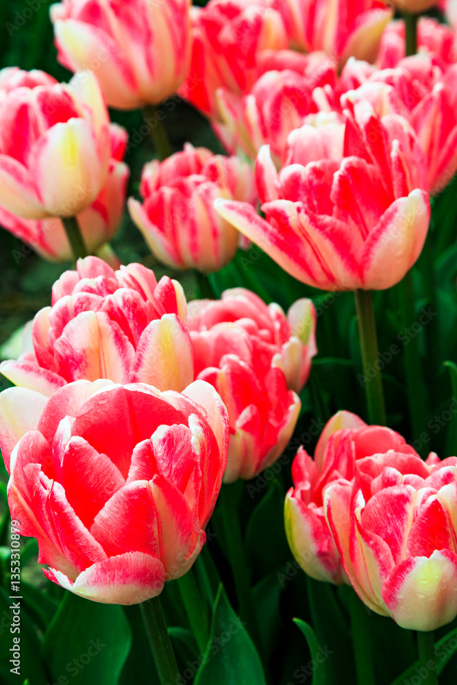 Europe, Netherlands, Flevoland. Dutch Tulip fields.