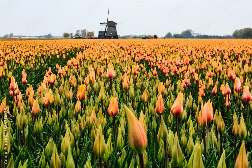Europe, Netherlands, Flevoland. Dutch Tulip fields. Windmill in background.
