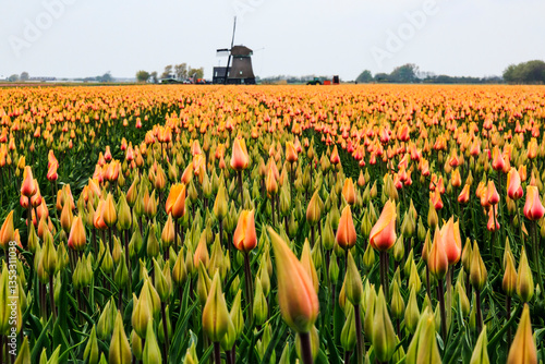 Europe, Netherlands, Flevoland. Dutch Tulip fields. Windmill in background.