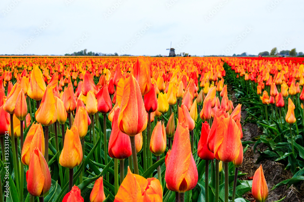 Europe, Netherlands, Flevoland. Dutch Tulip fields. Windmill in background.