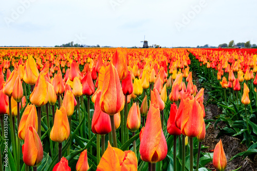 Europe, Netherlands, Flevoland. Dutch Tulip fields. Windmill in background.