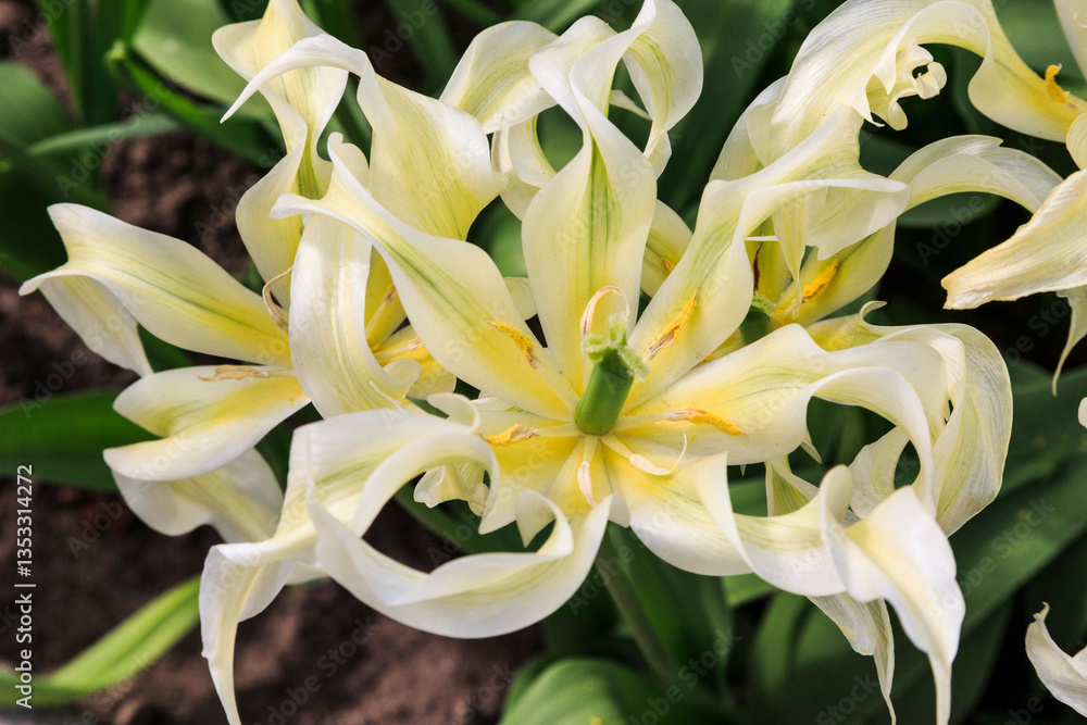 Europe, Netherlands, Flevoland. White flower close-up.