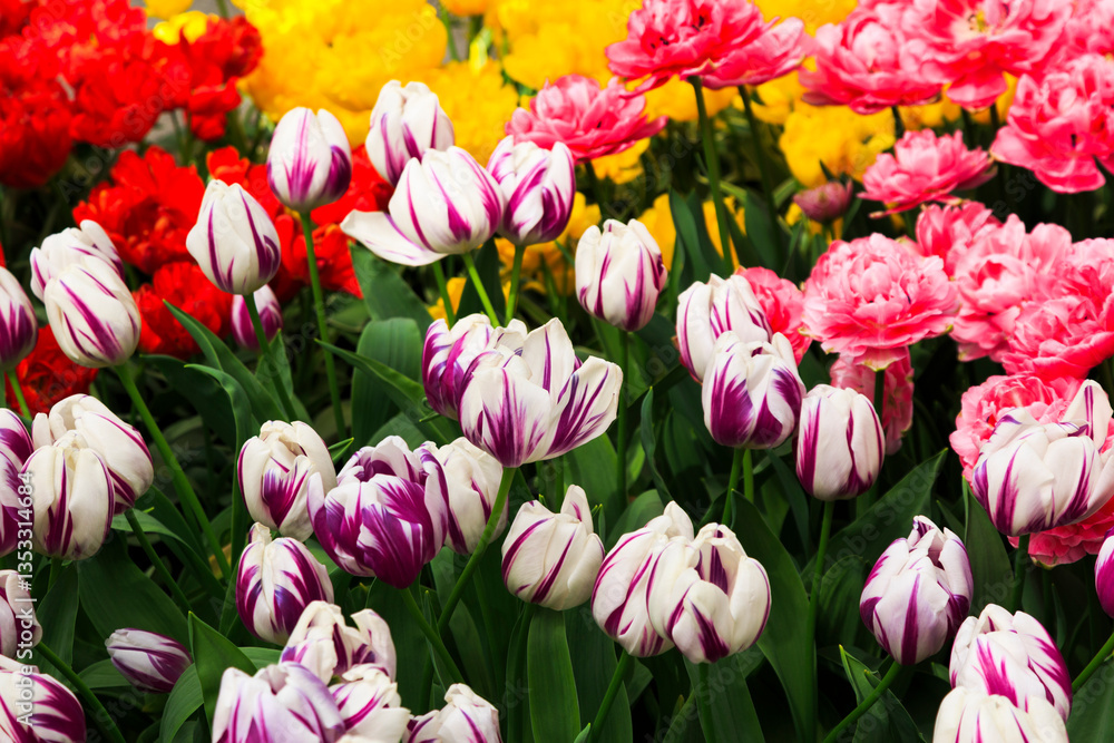 Europe, Netherlands, Flevoland. Dutch tulips in fields.