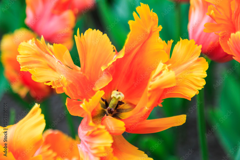 Europe, Netherlands, Flevoland. Dutch tulips in fields.
