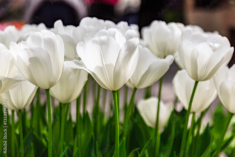 Tulips at Keukenhoff