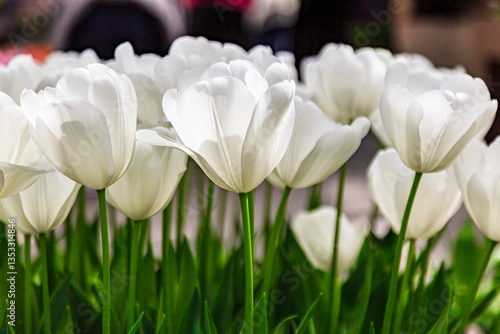 Obraz na płótnie Tulips at Keukenhoff w salonie