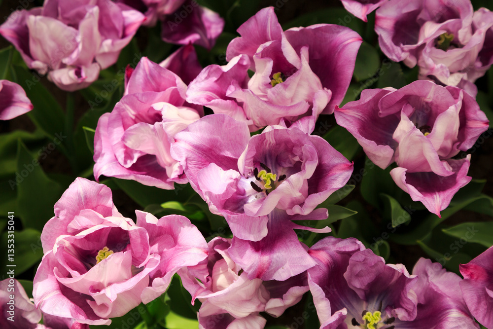 Europe, Netherlands, Flevoland. Dutch tulips in fields.