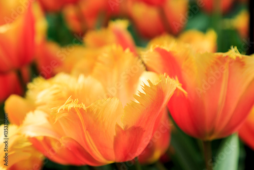 Obraz na płótnie Europe, Netherlands, Flevoland. Dutch tulips in fields. w salonie
