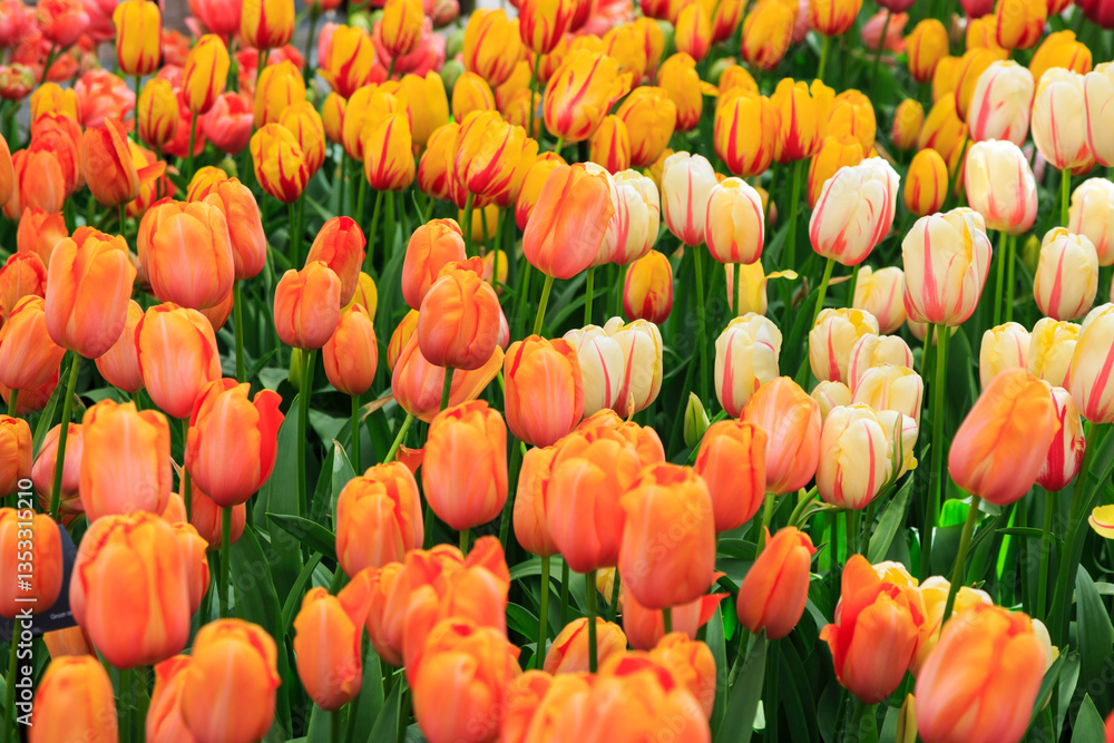 Europe, Netherlands, Flevoland. Dutch tulips in fields.
