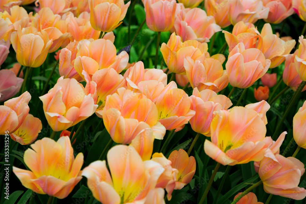 Europe, Netherlands, Flevoland. Dutch tulips in fields.