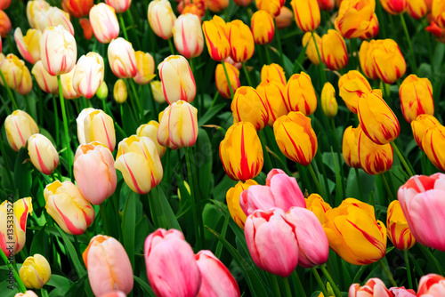 Europe, Netherlands, Flevoland. Dutch tulips in fields.