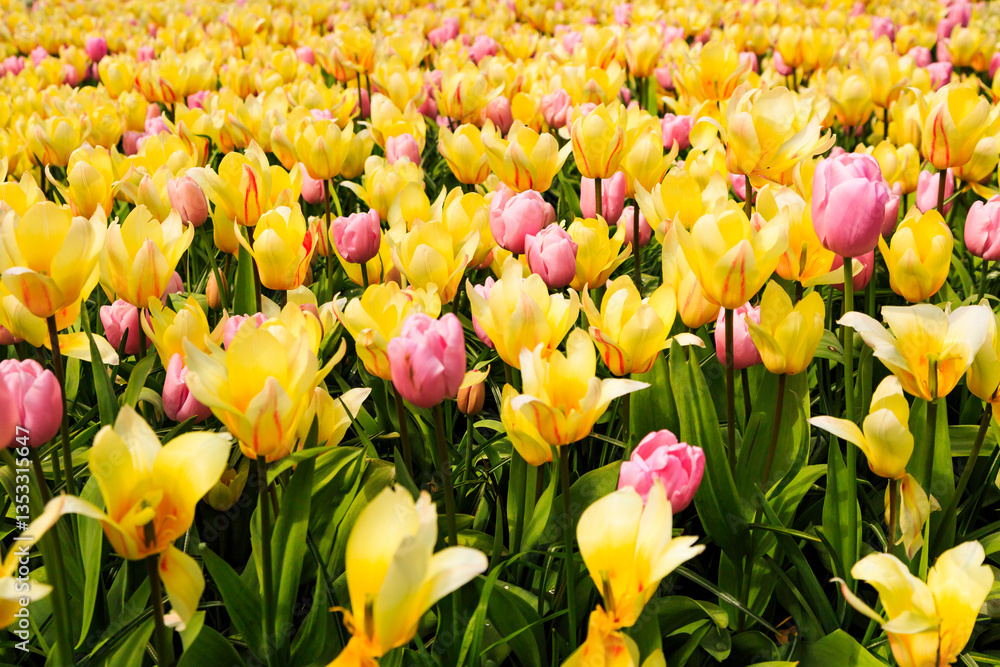 Europe, Netherlands, Flevoland. Dutch tulips in fields.
