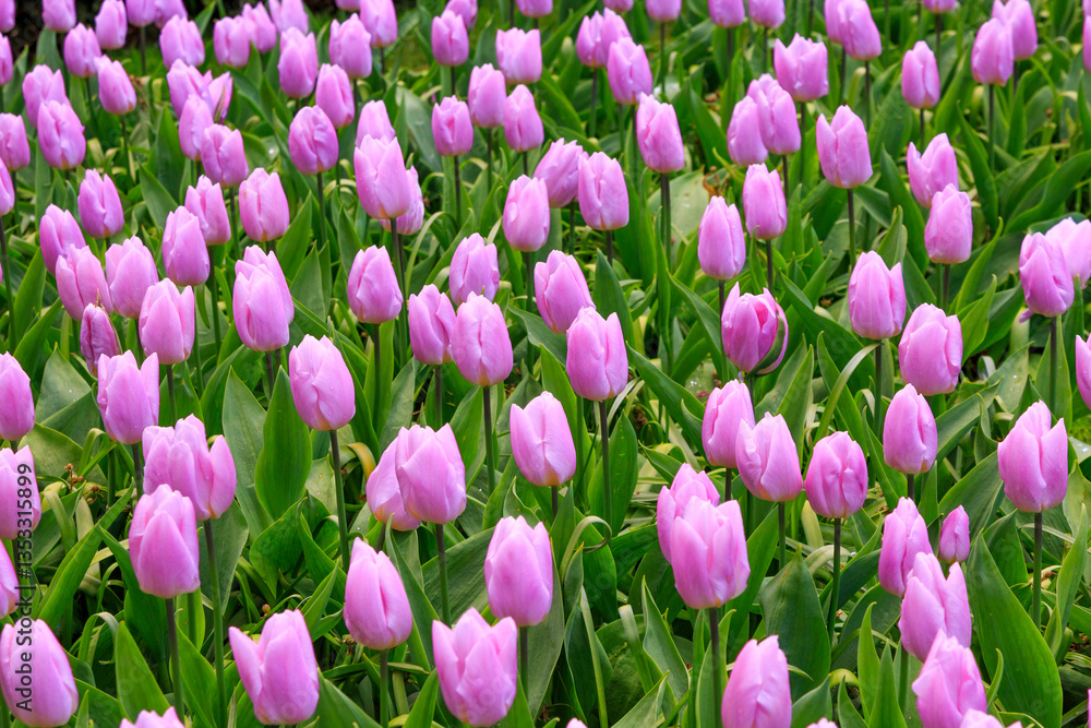 Europe, Netherlands, Flevoland. Dutch tulips in fields.