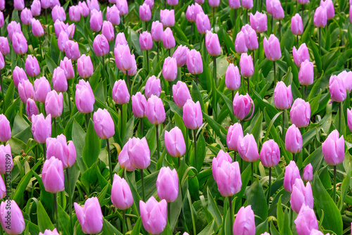 Obraz na płótnie Europe, Netherlands, Flevoland. Dutch tulips in fields. w salonie