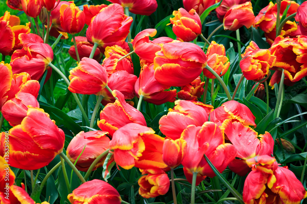 Europe, Netherlands, Flevoland. Dutch tulips in fields.