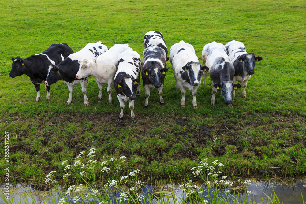 Europe, Netherlands, North Holland. Dutch Cows in field.